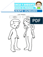 El Cuerpo Humano para Primero de Primaria