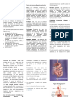 Función y órganos del sistema digestivo humano