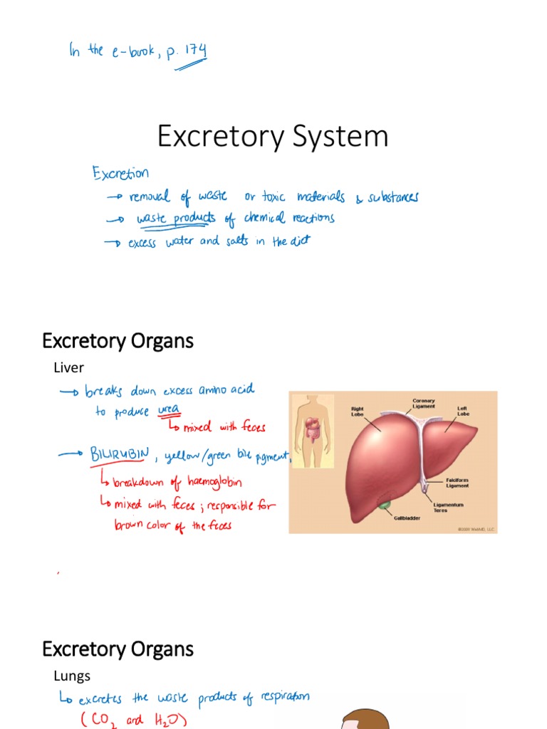 Excretory System | PDF