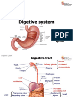 Digetive System: Anatomy of The Digestive System