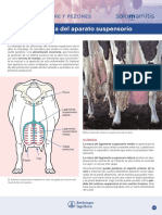 PATOLOGÍA DE UBRE Y PEZONES. Rotura o Pérdida Del Aparato Suspensorio