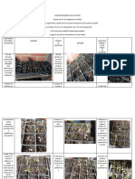 Comportamiento Del Cultivo