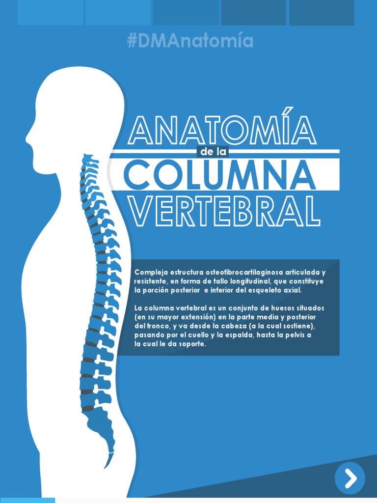 Anatomía de la Columna Vertebral | PDF | La columna vertebral | Vértebra