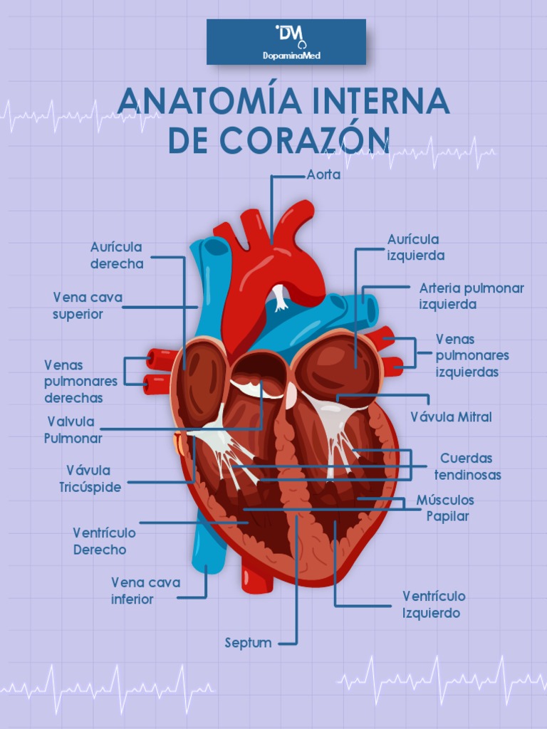 Hoja De Trabajo De Anatomía Interna Del Corazón De Los Mamíferos