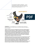 Alimentacion para Las Gallinas Ponedoras