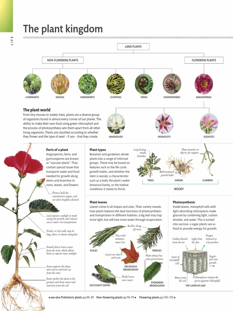 Overview of Plant Types and Functions | PDF | Flowers | Leaf