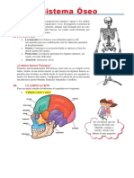 Sistema Óseo para Niños para Cuarto de Primaria