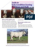 Body Condition Scoring For Beef Cattle