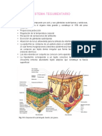 Sistema Tegumentario