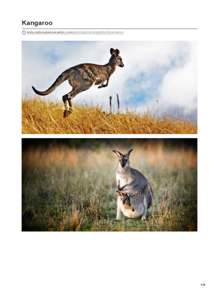 Kangaroo Facts for Kids | PDF | Marsupials | Mammals Of Australia