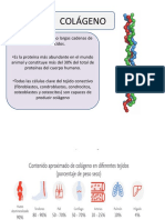 Tejido Conectivo y Muscular