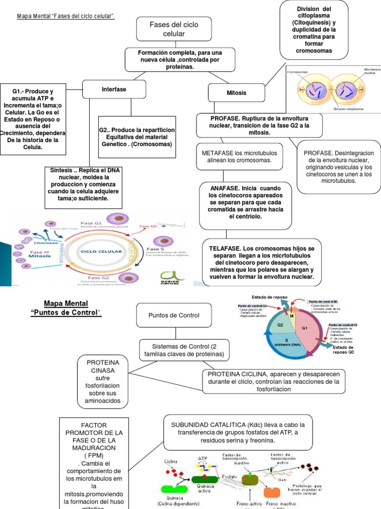 Mapa Mental Fases y Puntos de Control Del Ciclo Celular | PDF | Mitosis ...