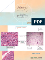 Lab Sistema Endocrino 1 y 2