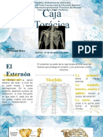 DIAPOSITIVAS Jaula Toracica Tema 8