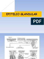 Tejido Epitelial Glandular