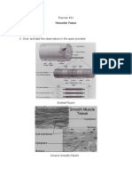 Exercise #12: Muscular Tissue