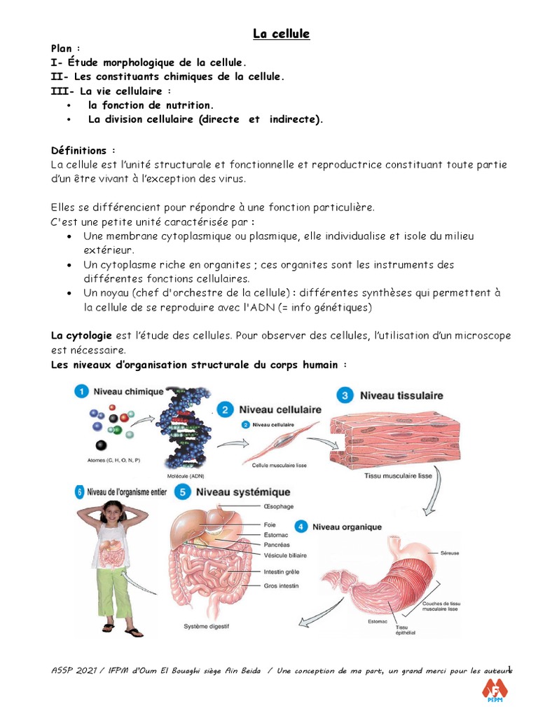 Étude des cellules et de leur fonction | PDF | Cellule (Biologie) | Mitose