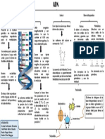 Mapa de la estructura del ADN