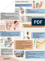 Colangiopancreatograf Endoscopică Lozanu Inga Gr49
