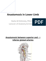 Anastomosis in Lower Limb
