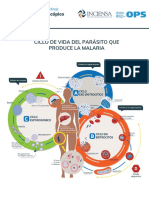 Malaria Ciclo de Vida