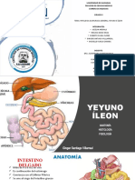 Cirugía II: Patología quirúrgica general del yeyuno e íleon