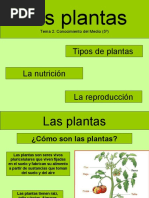 Clasificacion de Plantas