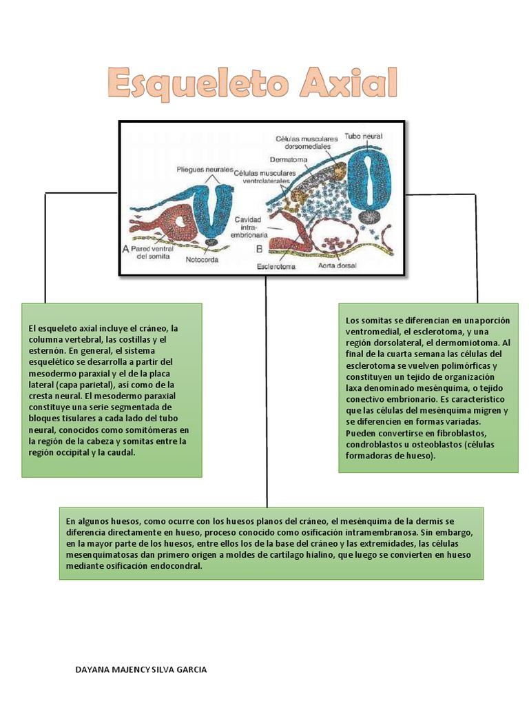 Embriologia Esqueleto Axial Pdf Cráneo Vértebra