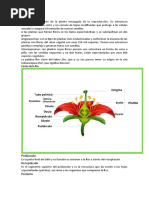 Partes y funciones de la flor | PDF | Flores | Plantas