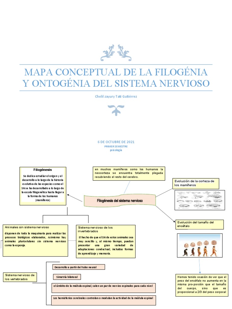 Filogénesis y Ontogénesis Del Sistema Nervioso | PDF | Sistema nervioso ...