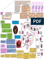 Obstetricia - Fecundación - Segmentación - Implantación