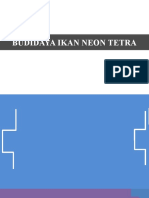 Budidaya Ikan Neon Tetra