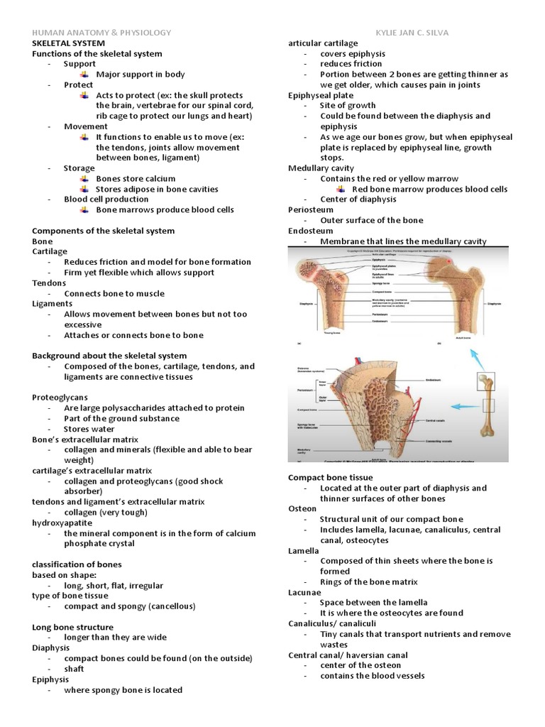 Functions of the Skeletal System | PDF | Bone | Vertebral Column
