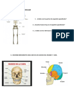 Esqueleto apendicular: 126 huesos y sus partes