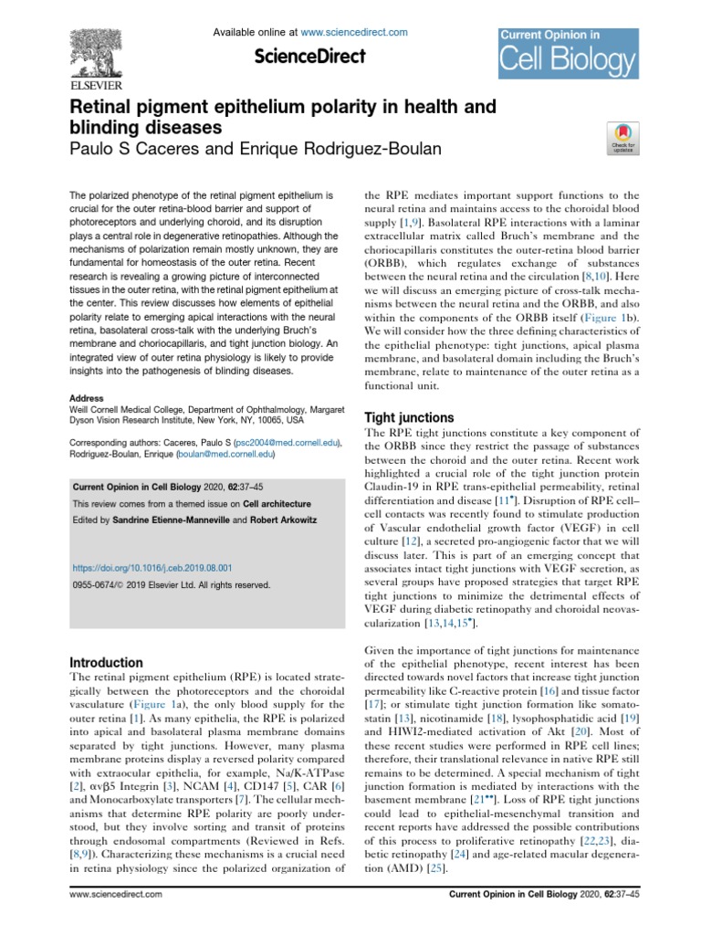Retinal Pigment Epithelium Polarity in Health and Blinding Diseases ...