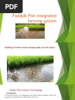 Paddy& Fish Integrated Farming System