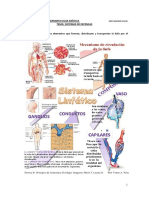 Sistemas de defensas del cuerpo: linfático e inmunológico