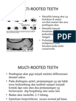 Multi Rooted Teeth (35 38)