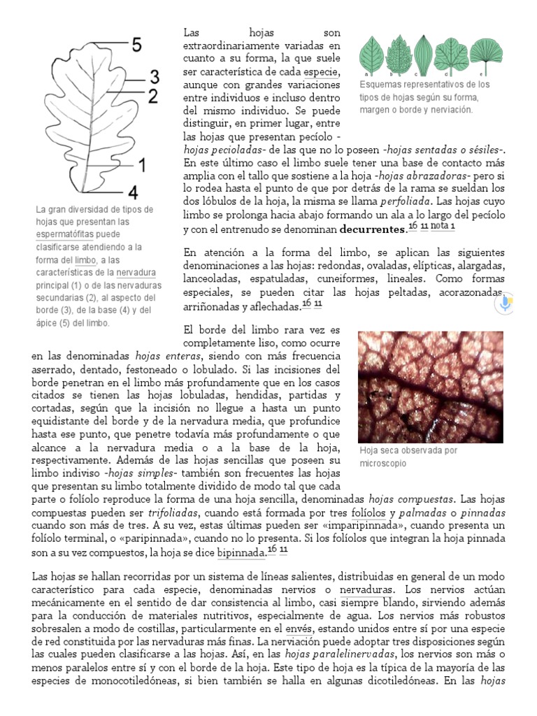 Hoja - Wikipedia, La Enciclopedia Libre-2 | Descargar gratis PDF | Hoja ...