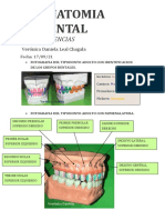 Anatomia Dental