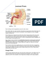 Fungsi dan Anatomi Penis