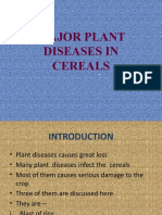 1.major Plant Diseases in Cereals