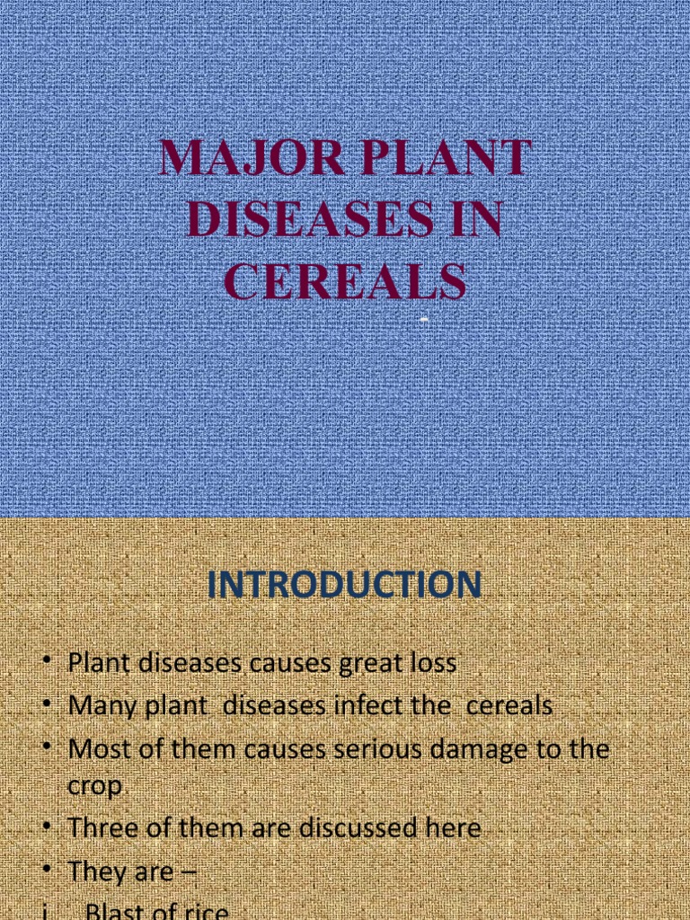 1.major Plant Diseases in Cereals PDF Branches Of Botany Mycology