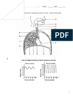 Respiration Worksheet 1 With Answers