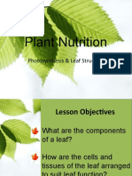 Plant Nutrition: Photosynthesis & Leaf Structure