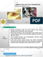 Penanganan Abses Pada Kucing Domestik