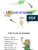 Life Cycles of Animals Report
