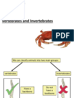 Vertebrates and Invertebrates