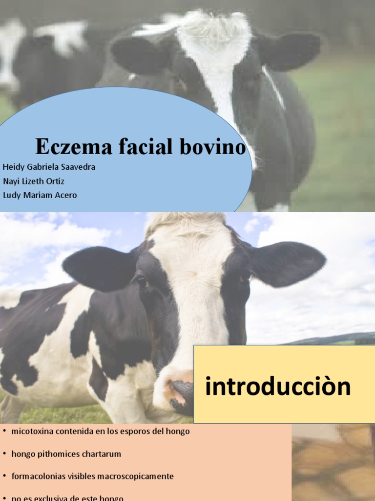 Eczema Facial Bovino PDF