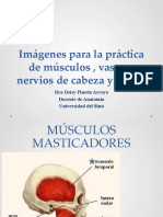 Imagenes Practica Anatomia Cabeza y Cuello